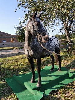 Pferd auf Waage