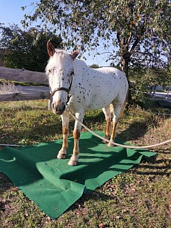 Pferd auf Waage